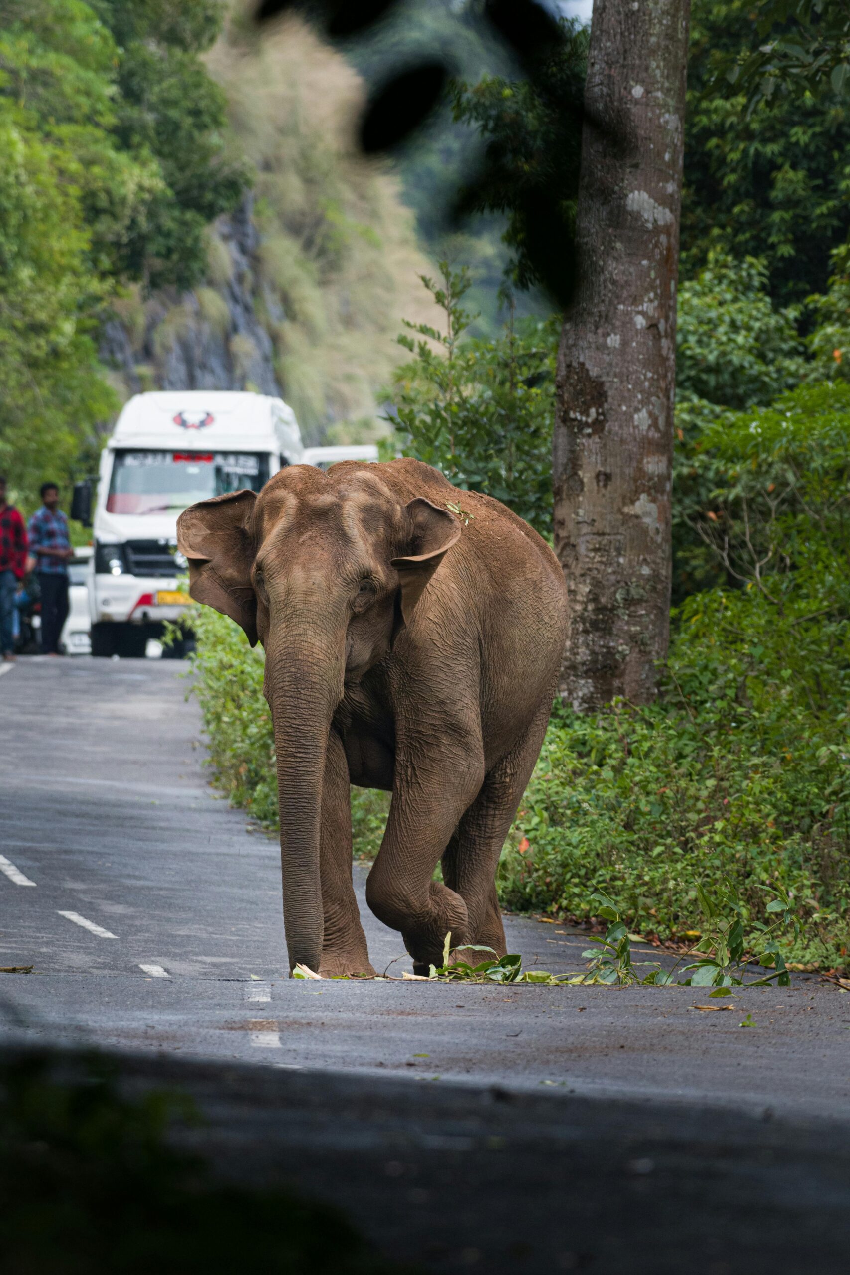 Asian elephant walking across a road in Nelliampathi, Kerala. Captured with lush greenery and a truck in the background.